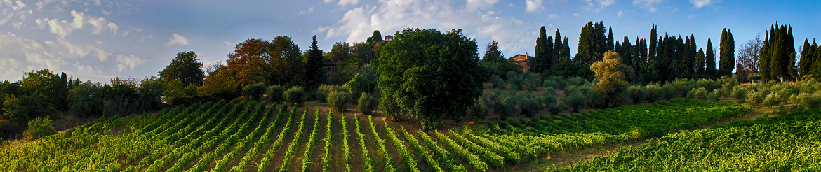 Organic Wine made in Tuscany - Buy Online on La Lastra Shop